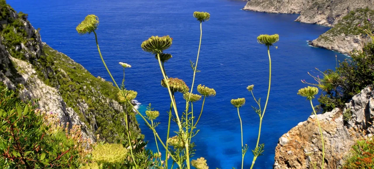 Blue_Zone_Immersive_Experience_in_Ikaria