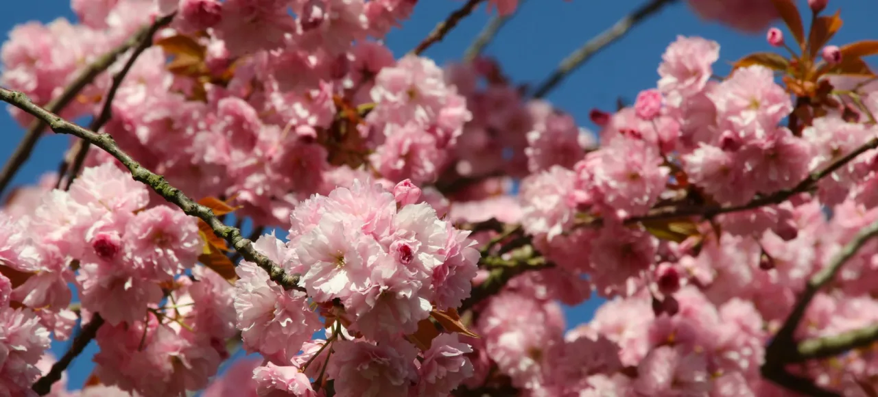 Experiencing May 1st (Protomagia) in Greece