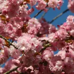 Experiencing May 1st (Protomagia) in Greece