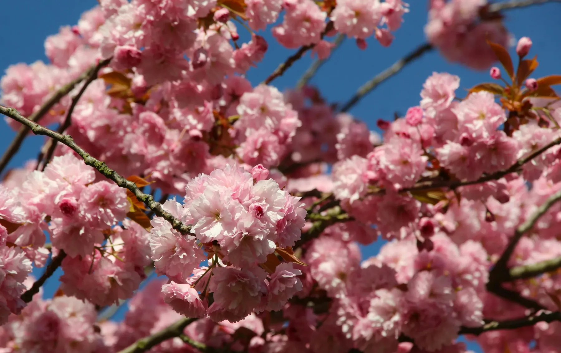 Experiencing May 1st (Protomagia) in Greece