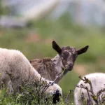 Fauna_of_the_Cycladic_ Islands